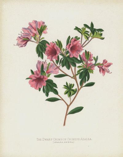 The Dwarf Crimson Chinese Azalea by English School